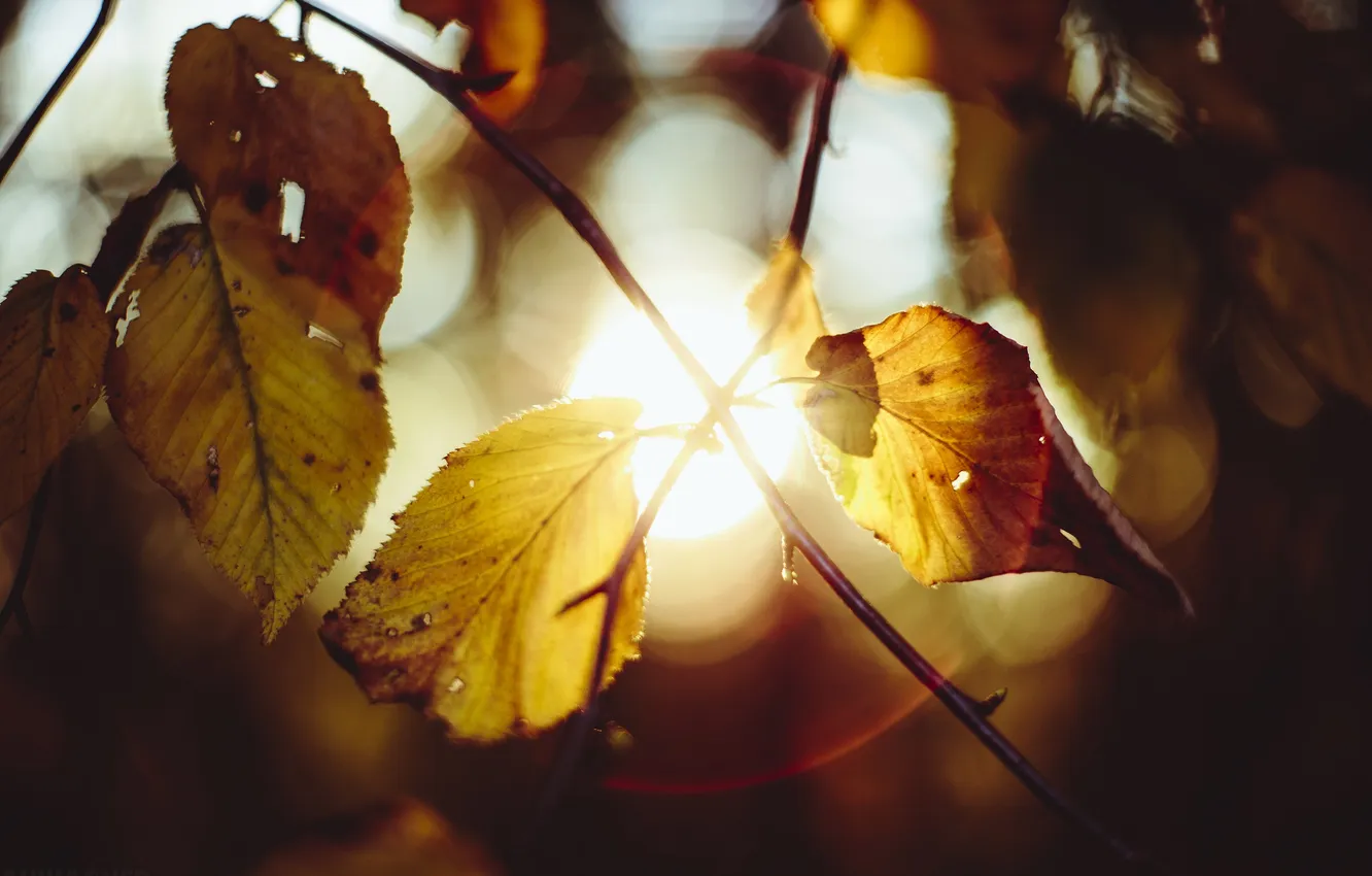 Фото обои осень, листья, солнце, свет, ветки