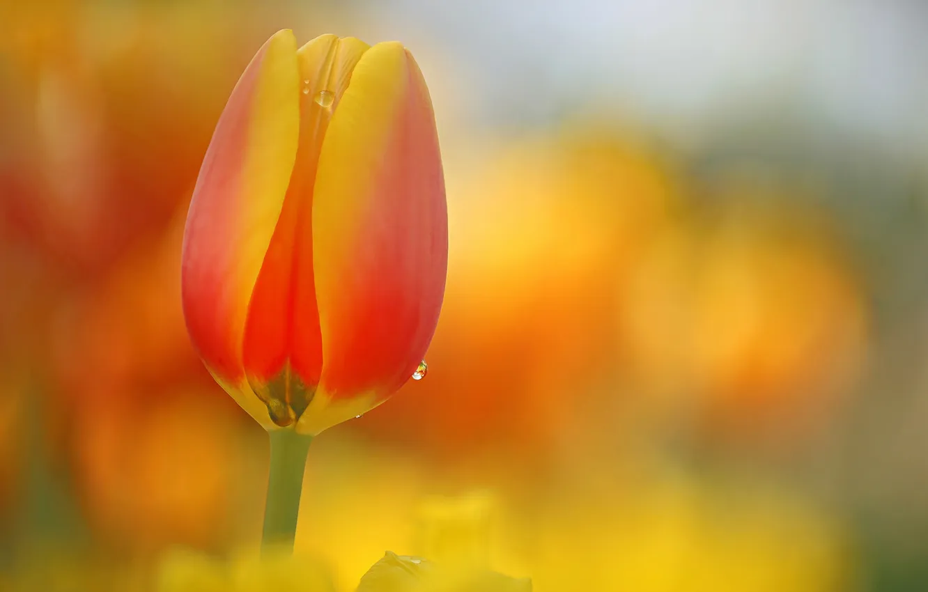 Фото обои цветок, природа, тюльпан