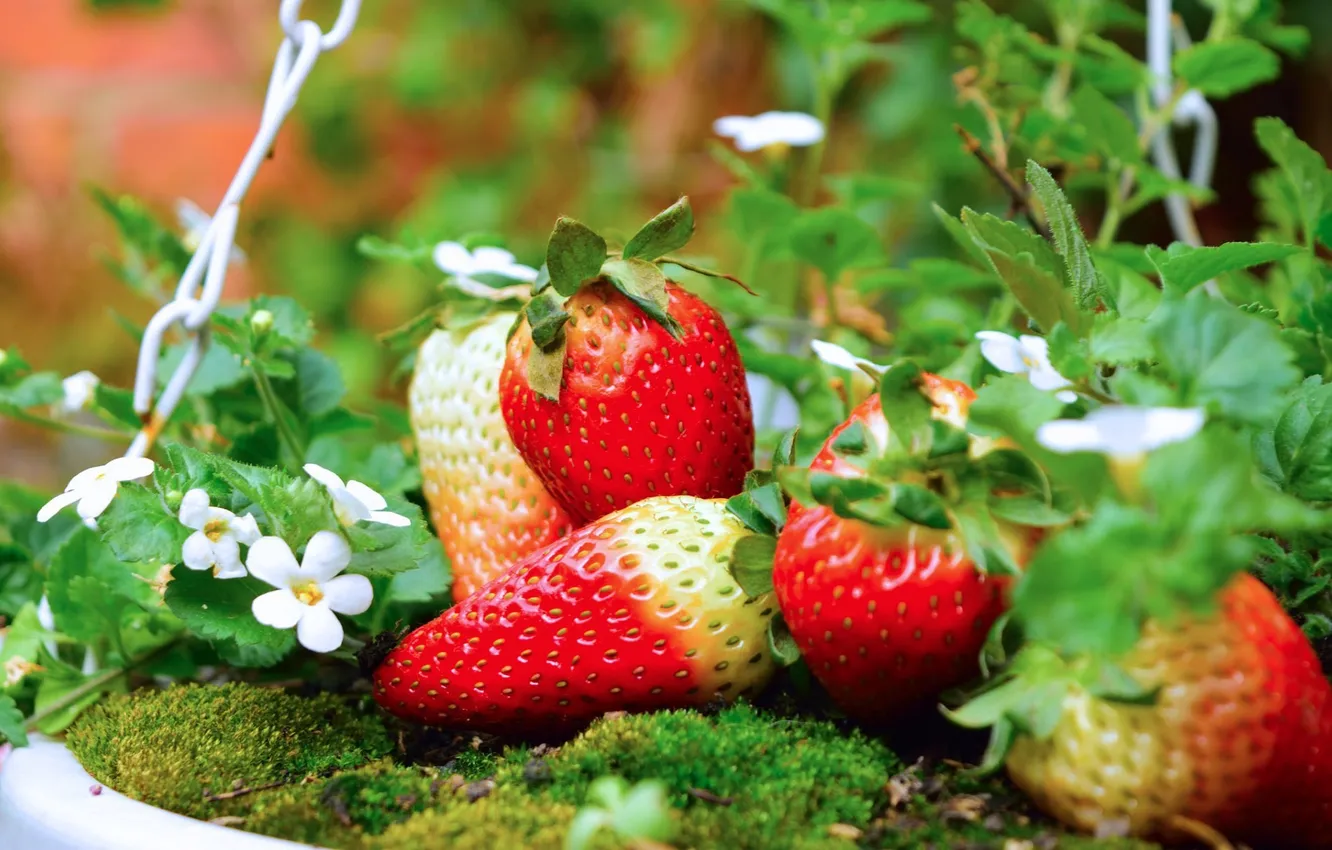 Фото обои лето, ягоды, клубника