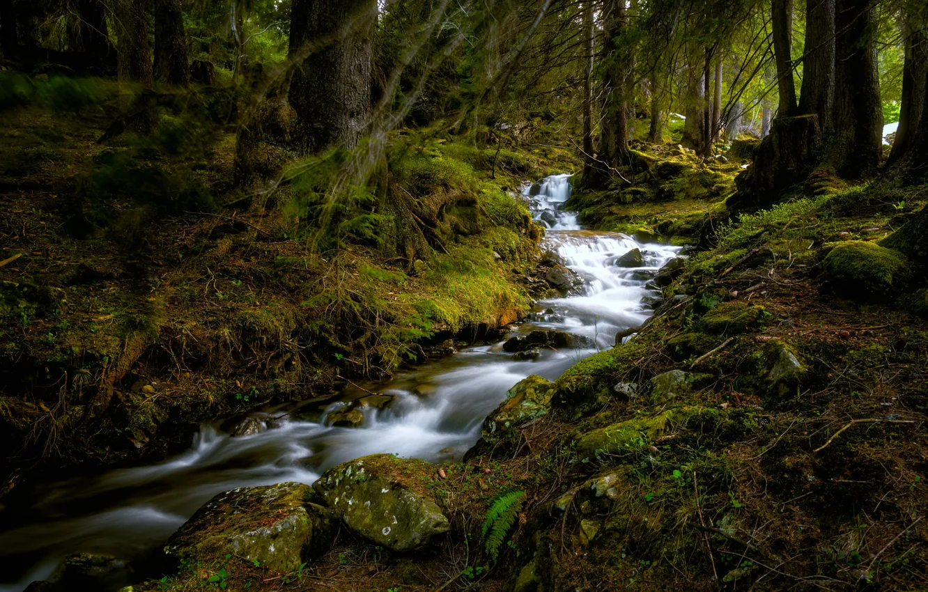 Фото обои лес, ручей, Швейцария, Switzerland, Бернский Оберланд, Bernese Oberland, Ручей Бюельбах, Büelbach