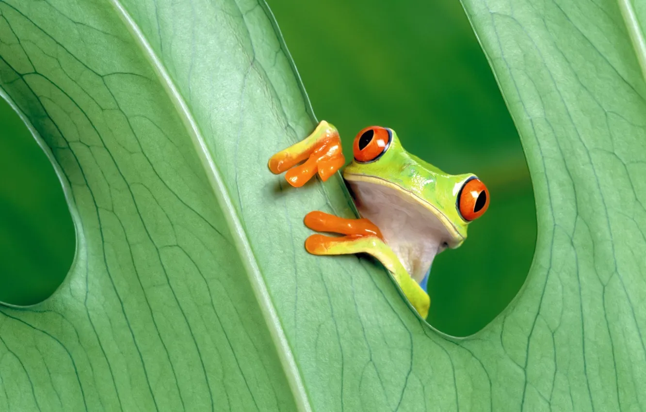 Фото обои green, nature, frog, leaves