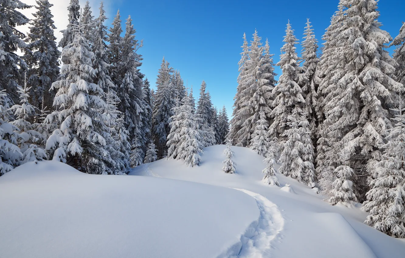 Фото обои зима, лес, снег, деревья, ель, тропа