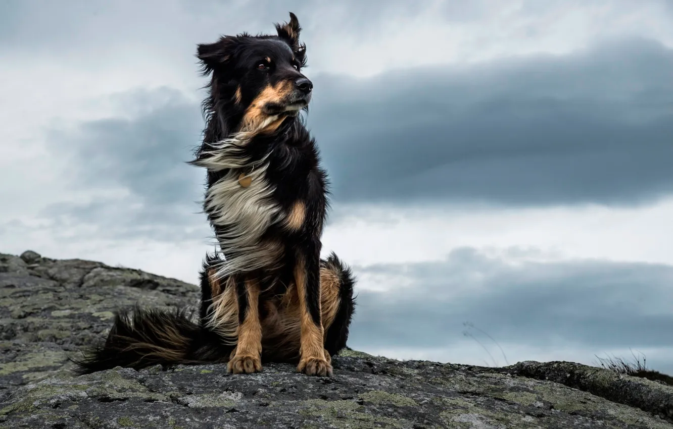 Фото обои ветер, камень, Majestic Dog