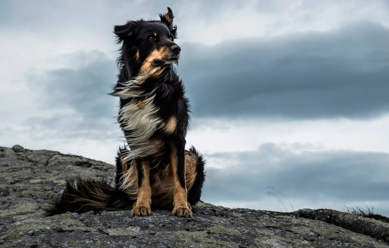 Фото обои камни, ветер, Majestic Dog