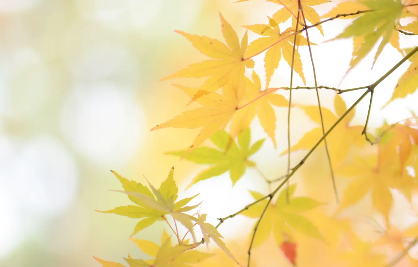 Фото обои осень, веточка, жёлтые листья