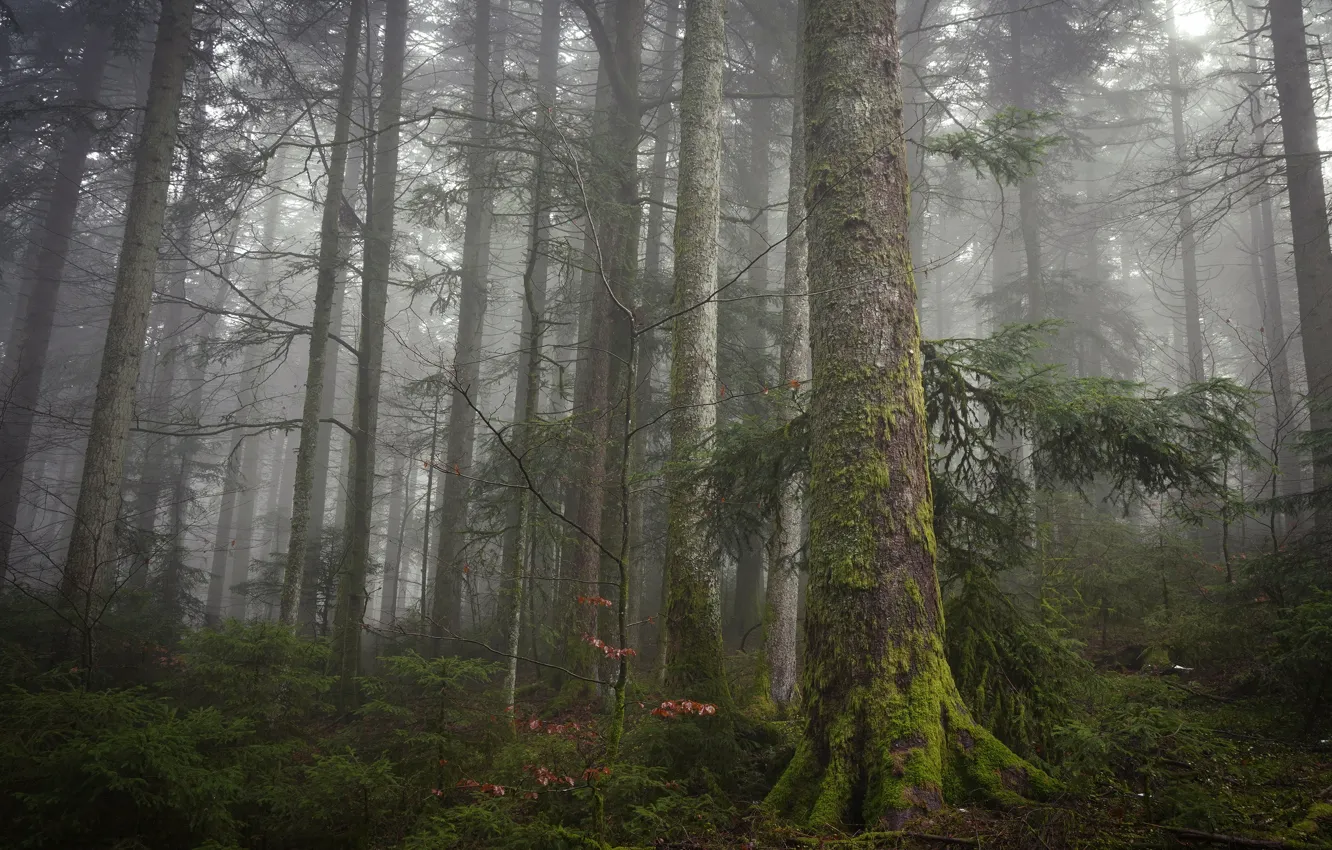Фото обои лес, деревья, ветки, природа, туман, мох, утро, ели