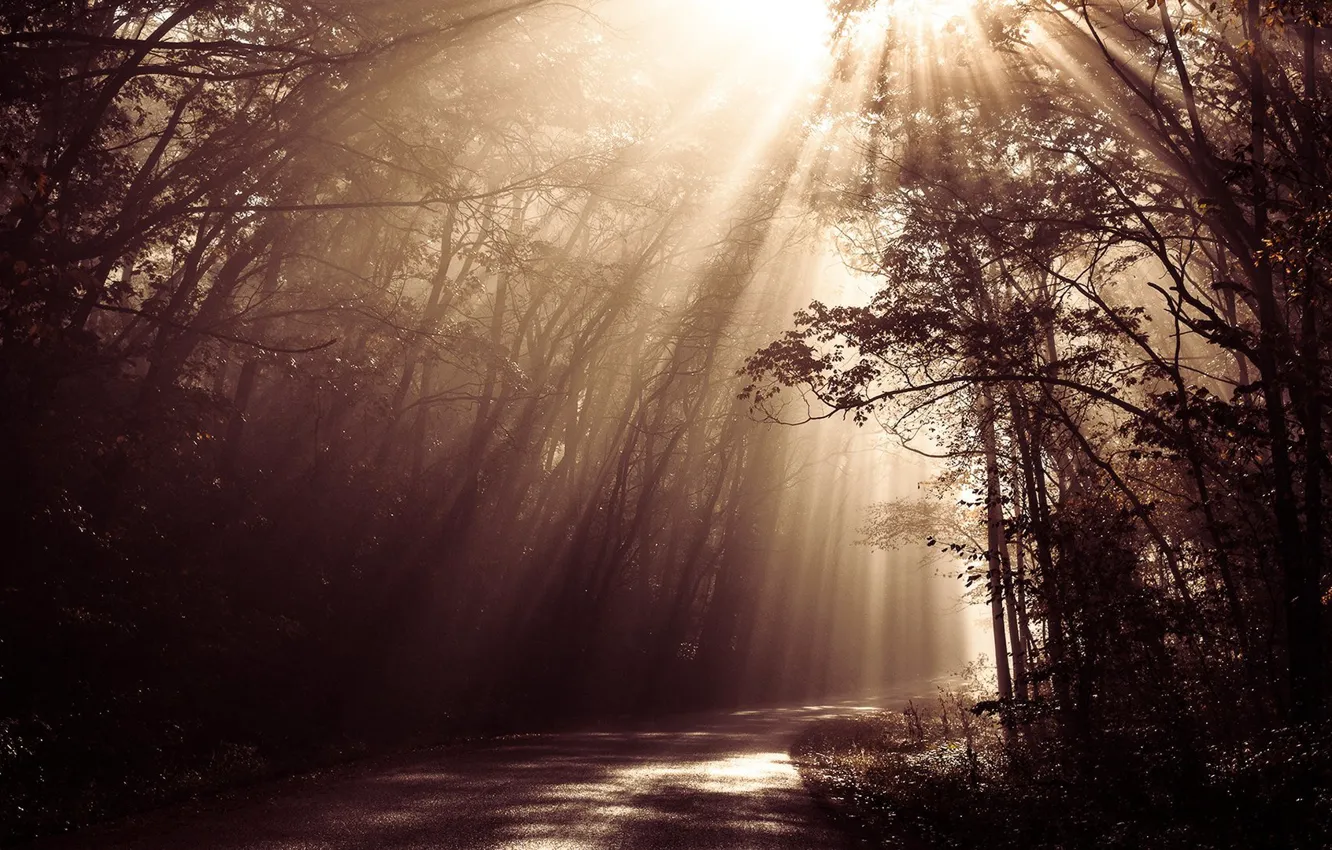 Фото обои forest, road, sunlight, beams, sepia