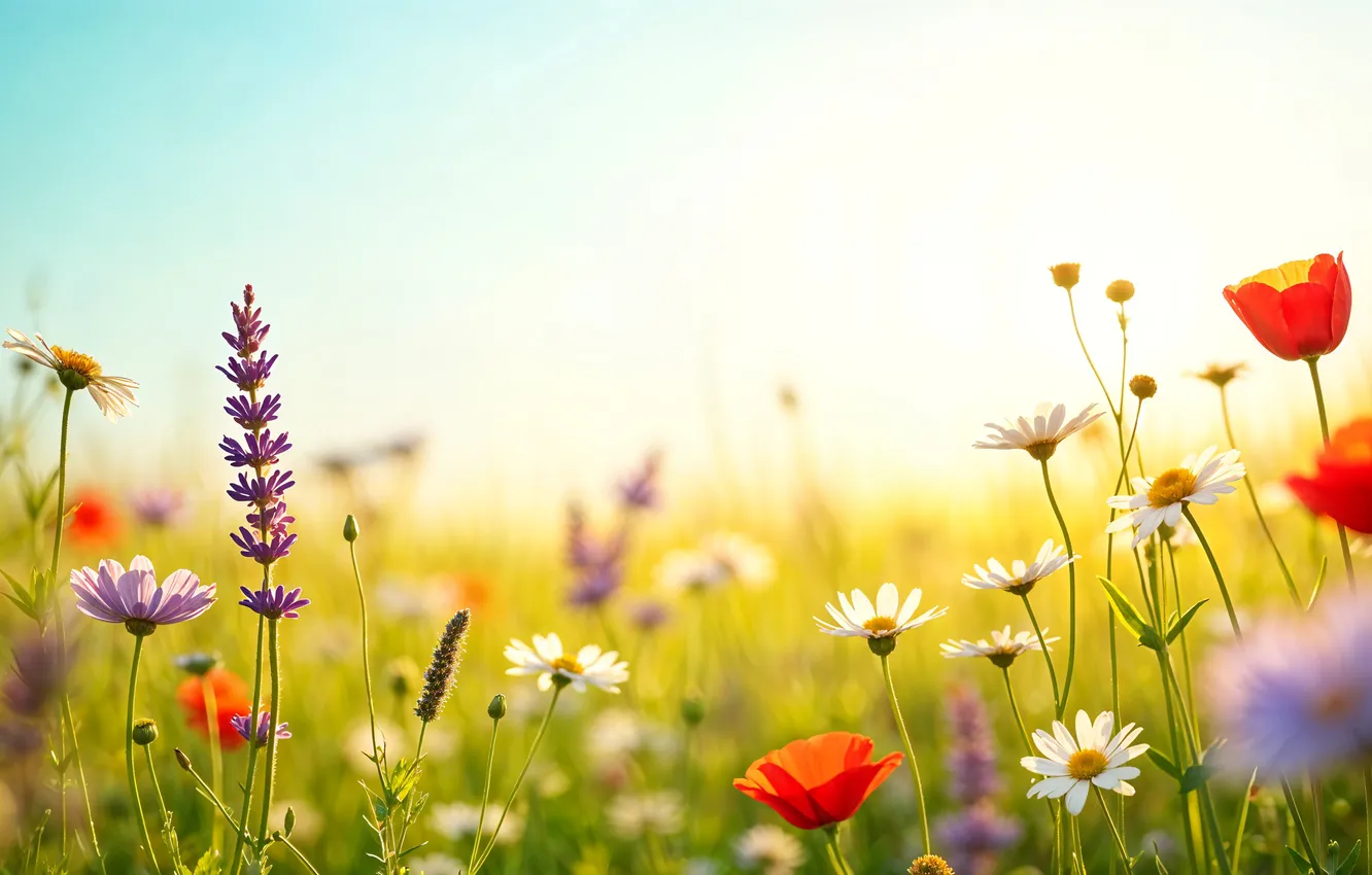 Фото обои цветы, весна, colorful, луг, blossom, flowers, spring, meadow