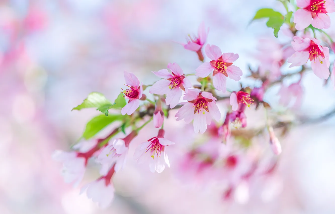 Фото обои розовый, ветка, весна, сакура