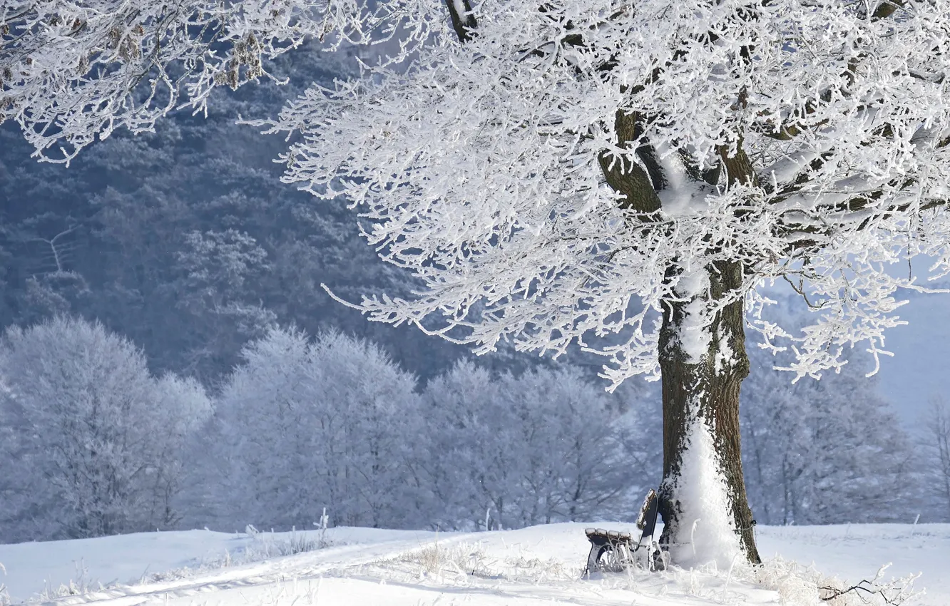 Фото обои зима, иней, лес, снег, скамейка, парк, дерево, лавочка