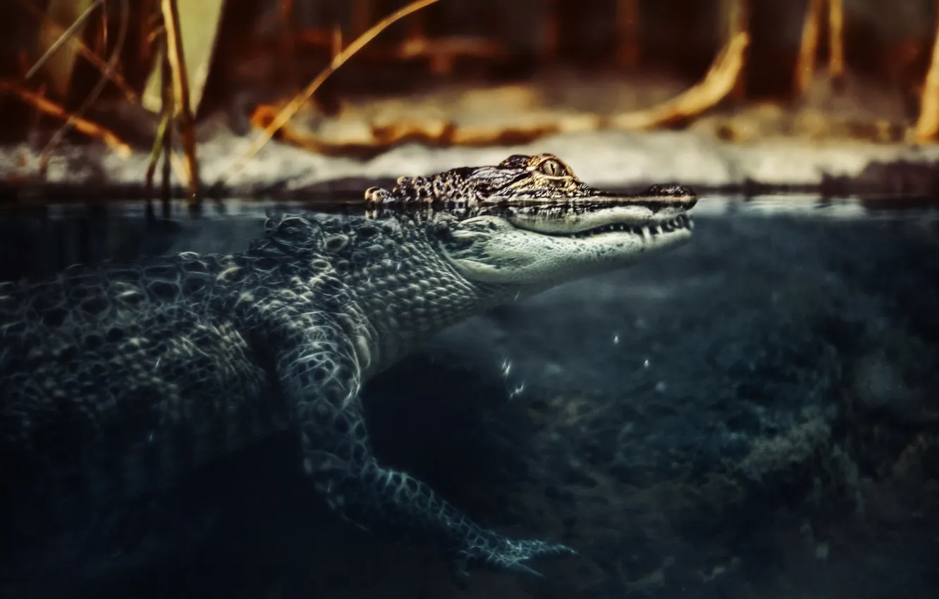 Фото обои вода, природа, крокодил