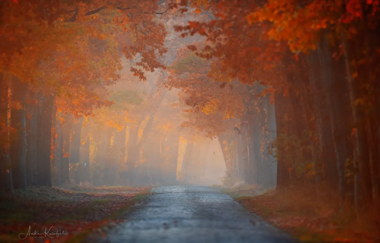Фото обои дорога, осень, деревья, туман