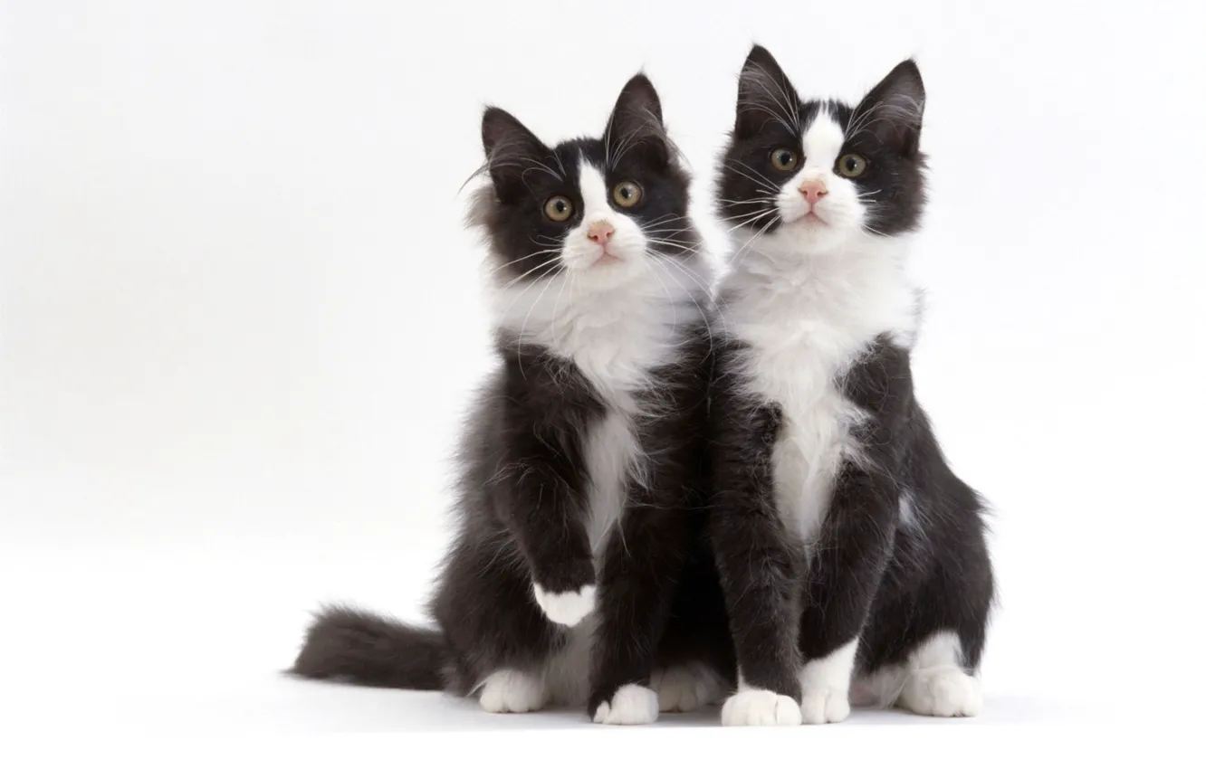 Фото обои черно-белый, коты, дуэт