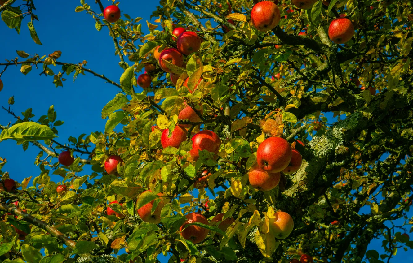 Фото обои небо, листья, ветки, синева, яблоки, сад, урожай, плоды