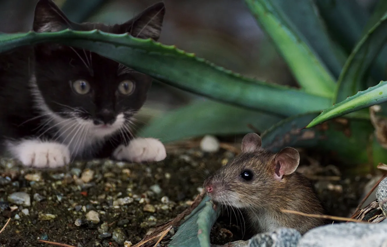 Фото обои Кошка, Кот, Животные, Мышь, Охота, Поймать