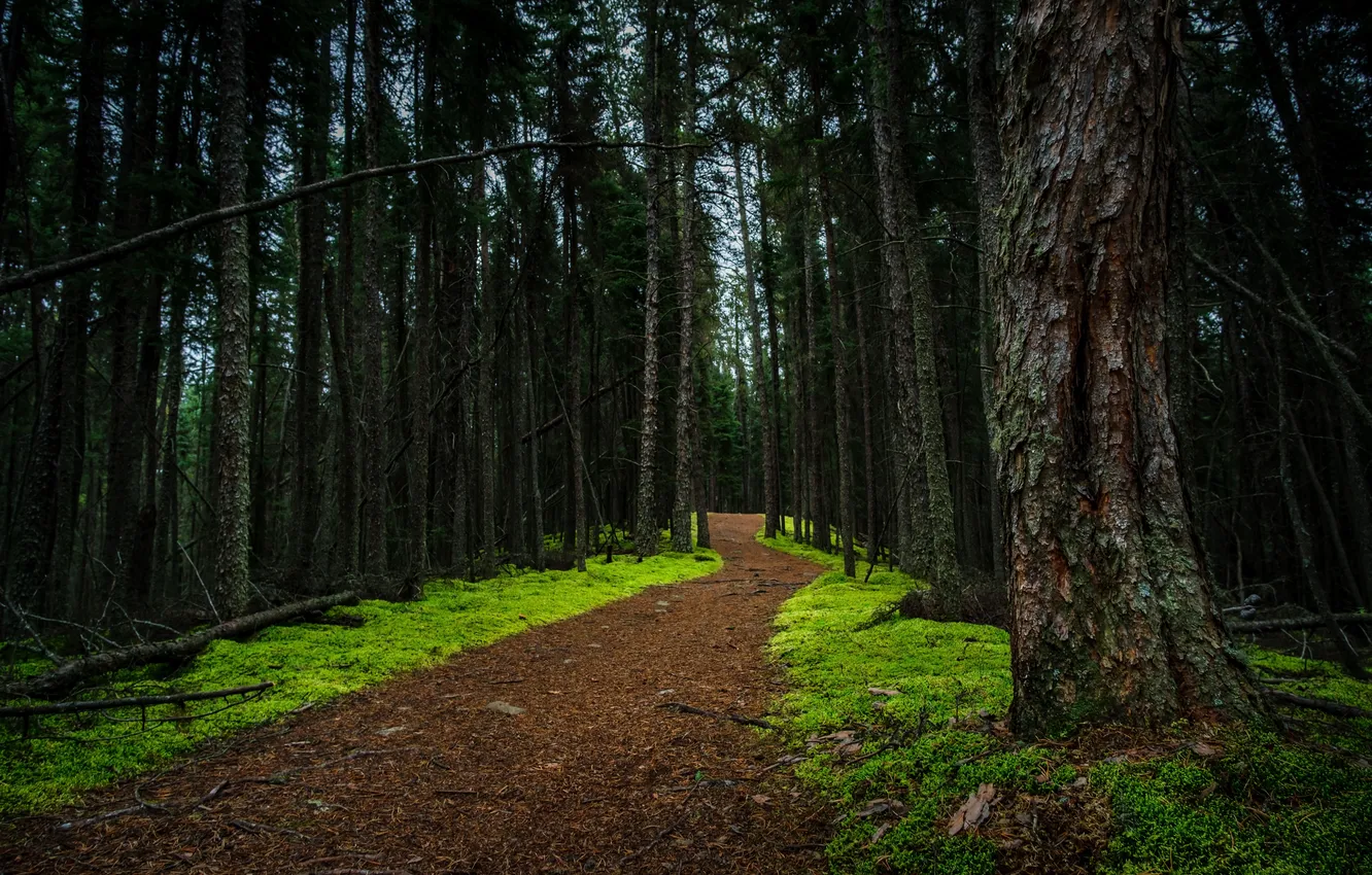 Фото обои дорога, лес, природа