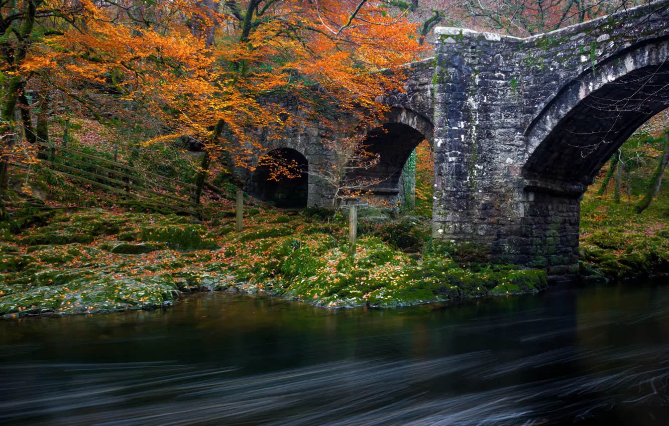Фото обои осень, лес, деревья, мост, парк, река