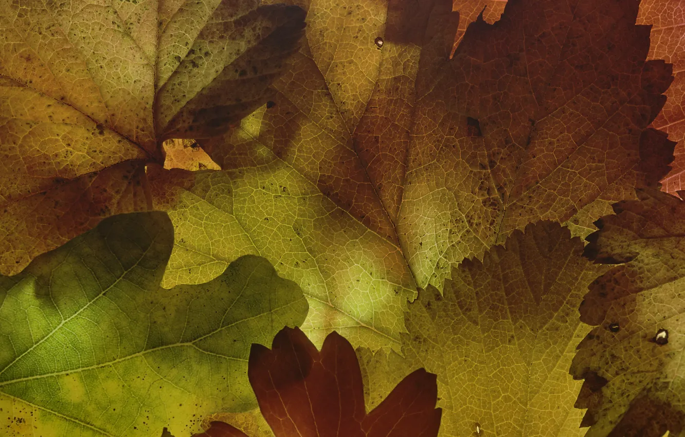 Фото обои листья, макро, текстура, формы, Martin Dollenkamp