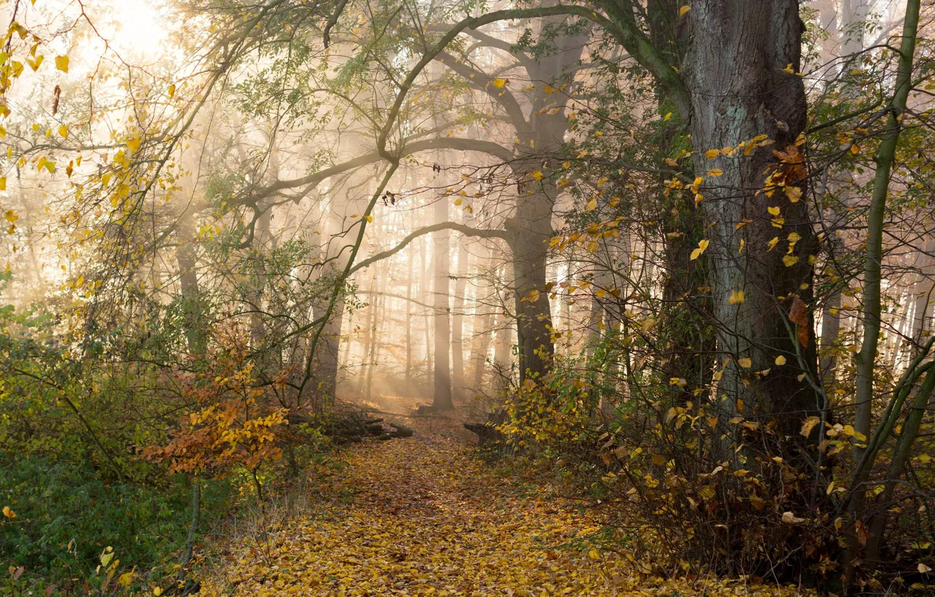 Фото обои осень, лес, деревья, ветки, туман, листва, дымка, тропинка