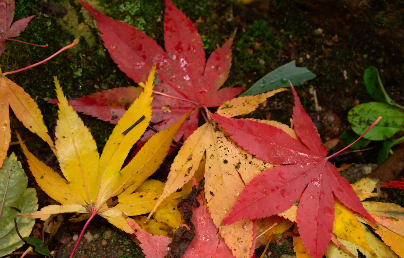 Фото обои осень, листья, colorful, клен, autumn, leaves, осенние, maple