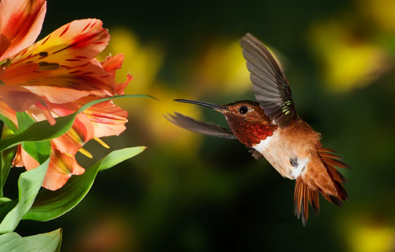 Фото обои цветок, тропики, колибри, полёт, птичка, боке, Patricia Ware