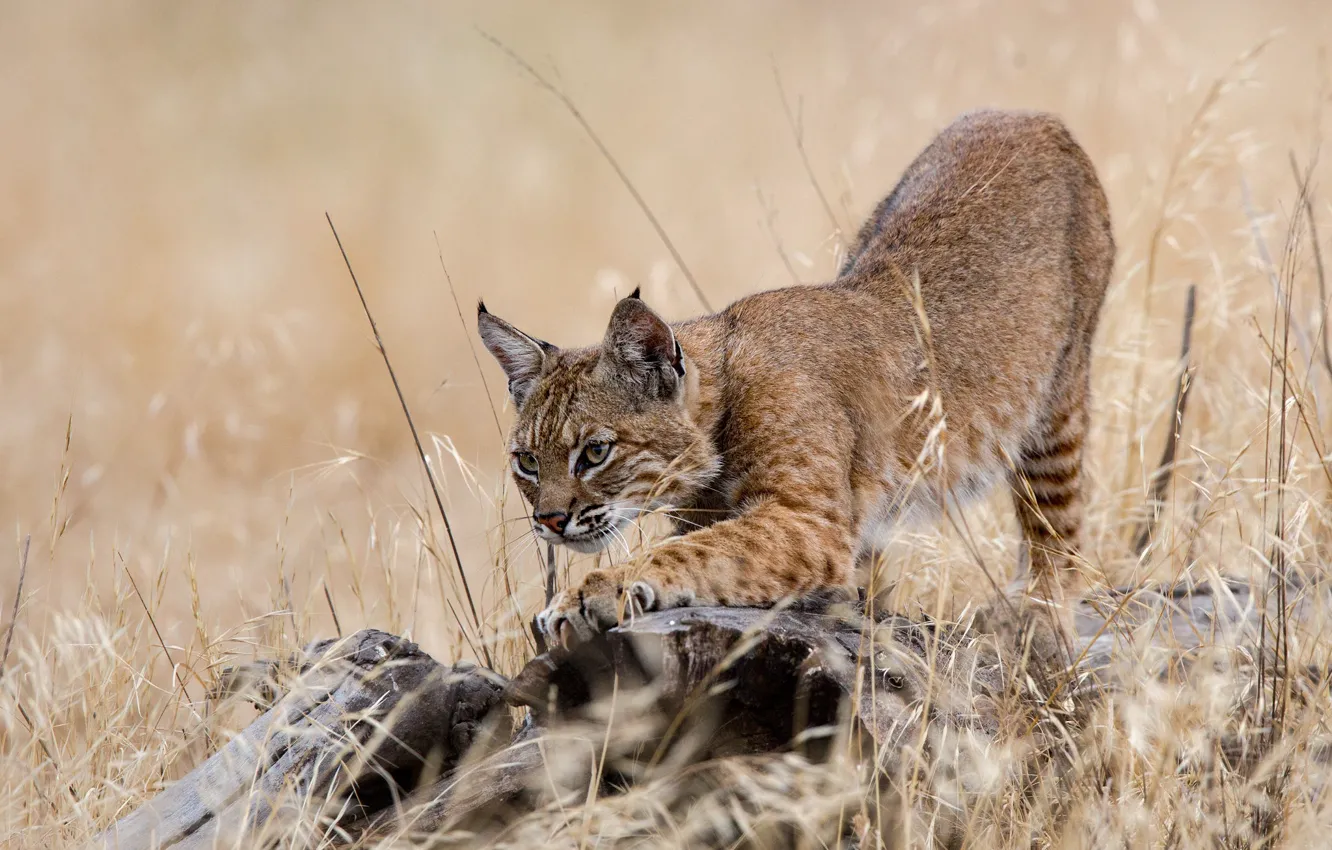 Фото обои трава, поза, пень, лапы, рысь