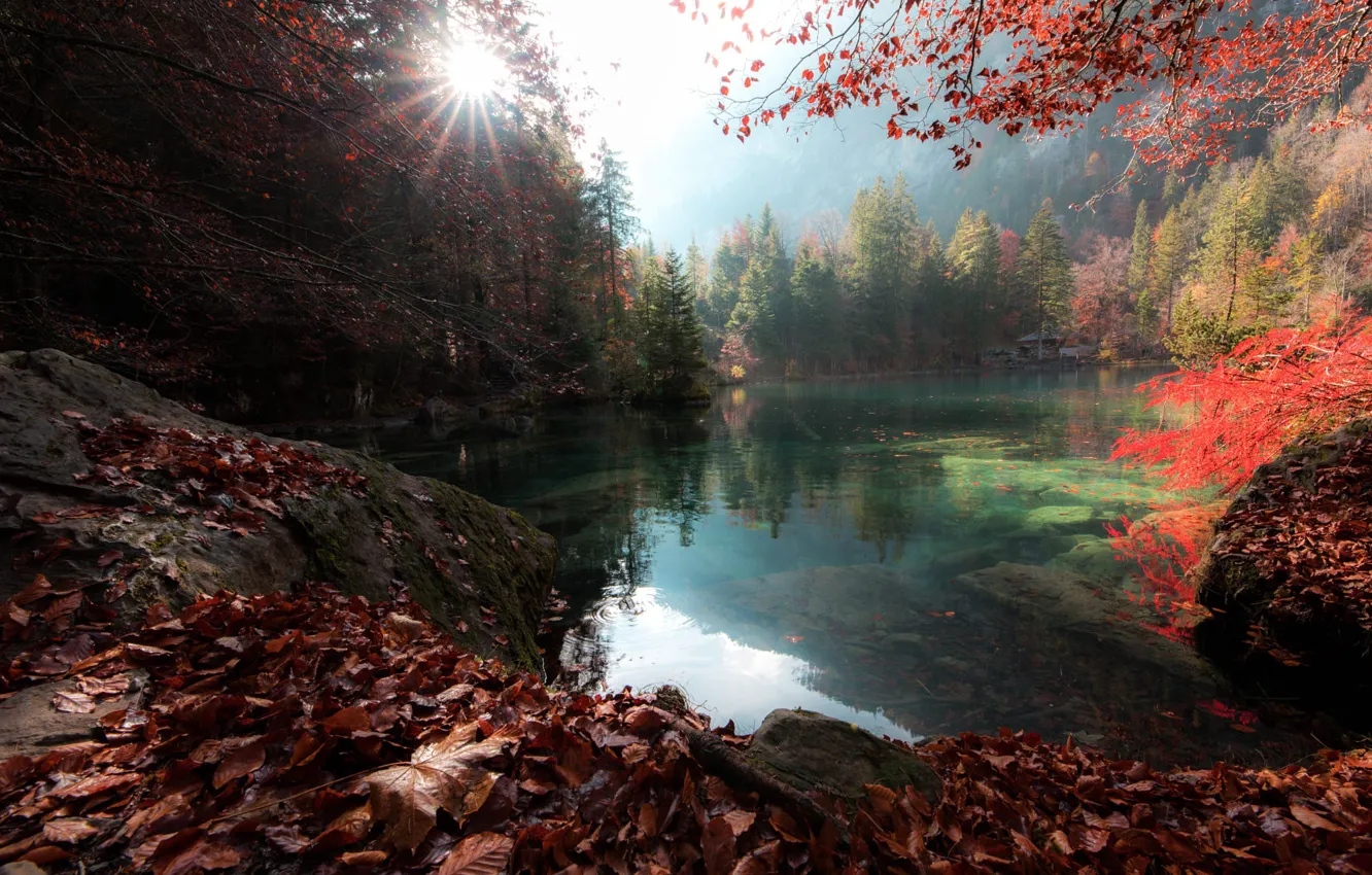 Фото обои осень, лес, солнце, лучи, деревья, пейзаж, природа, озеро