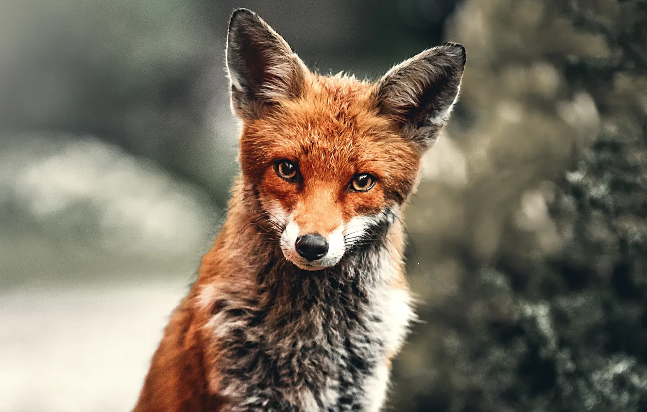 Фото обои red, fox, Wallpaper, Wild animal