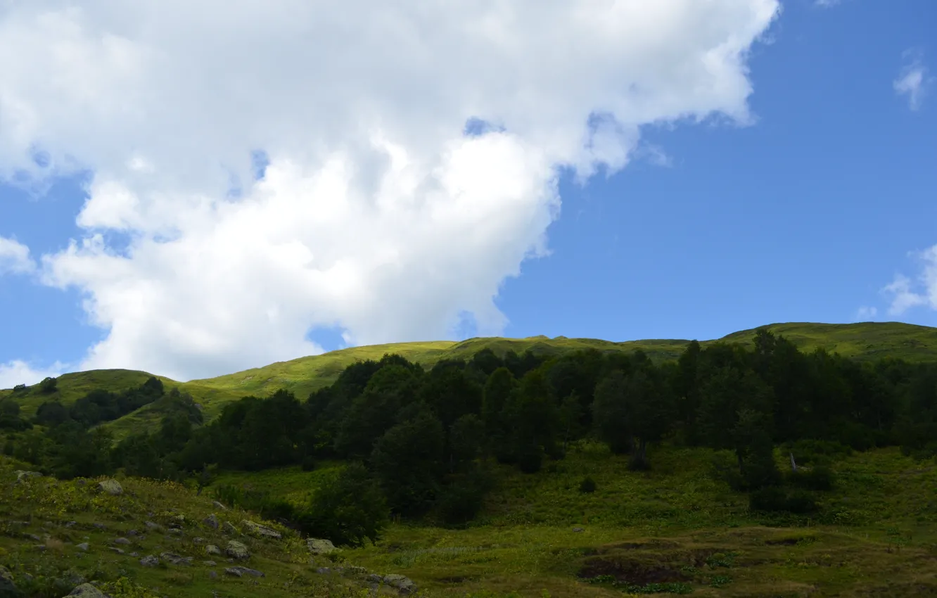 Фото обои небо, трава, деревья, камни, Альпийские луга
