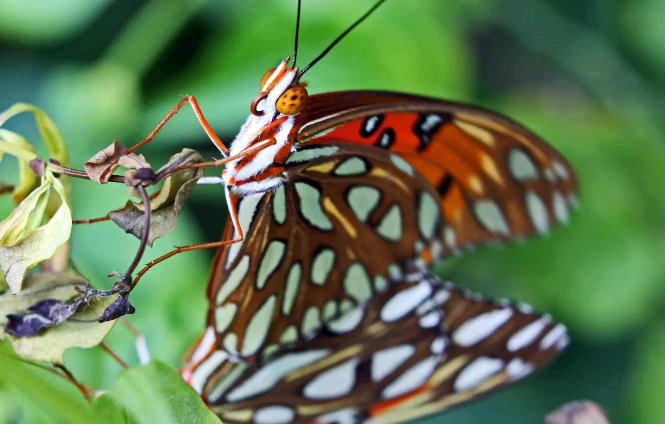 Фото обои природа, бабочка, насекомое, мотылек