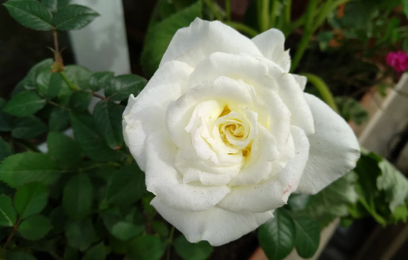 Фото обои Роза, Rose, Белая роза, White rose