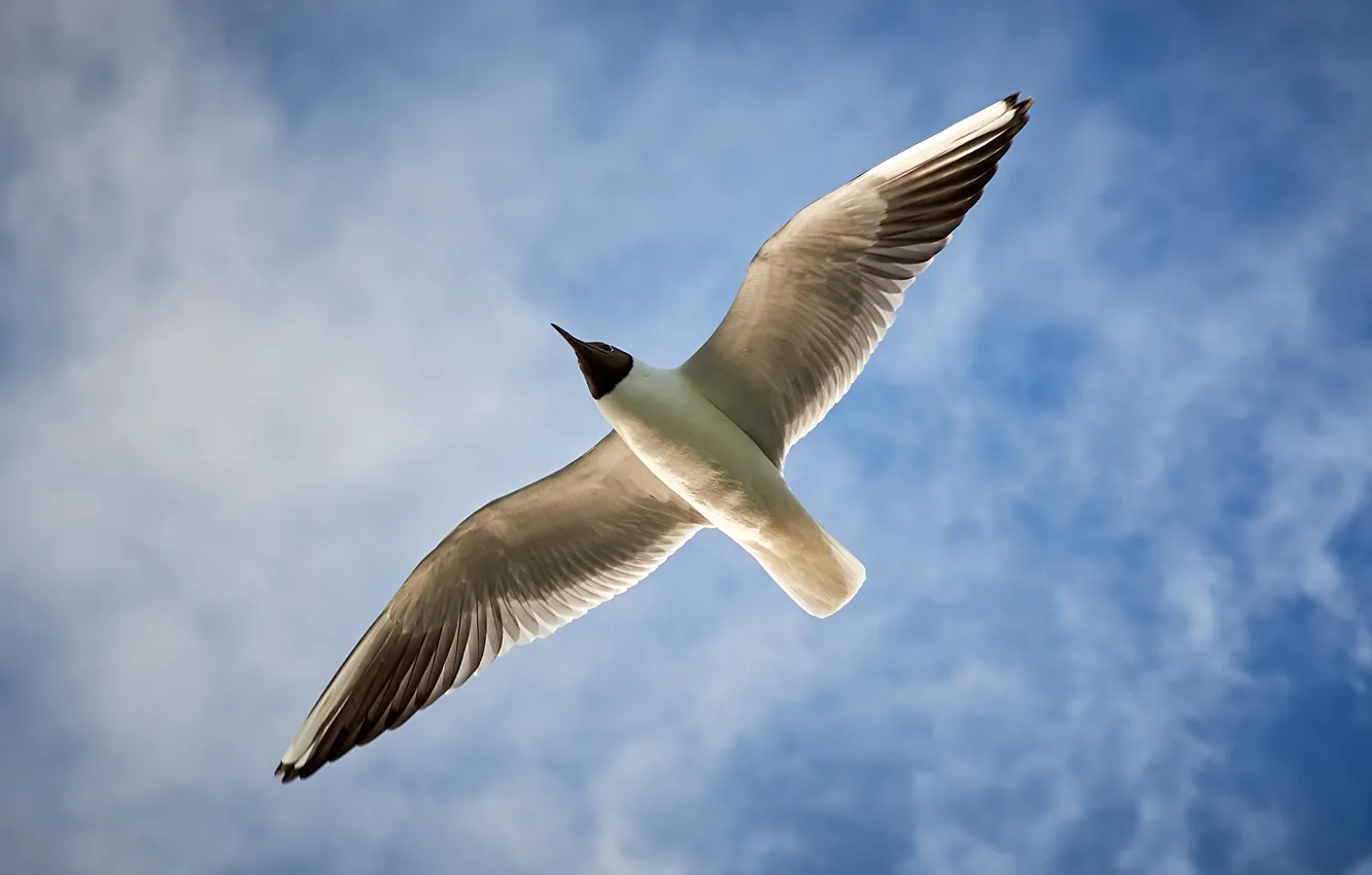 Фото обои птица, крылья, чайка, чайка в небе