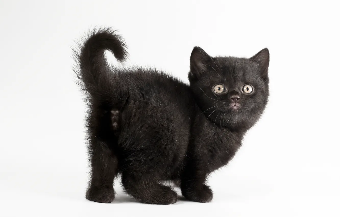 Фото обои кот, белый фон, котёнок, чёрная кошка