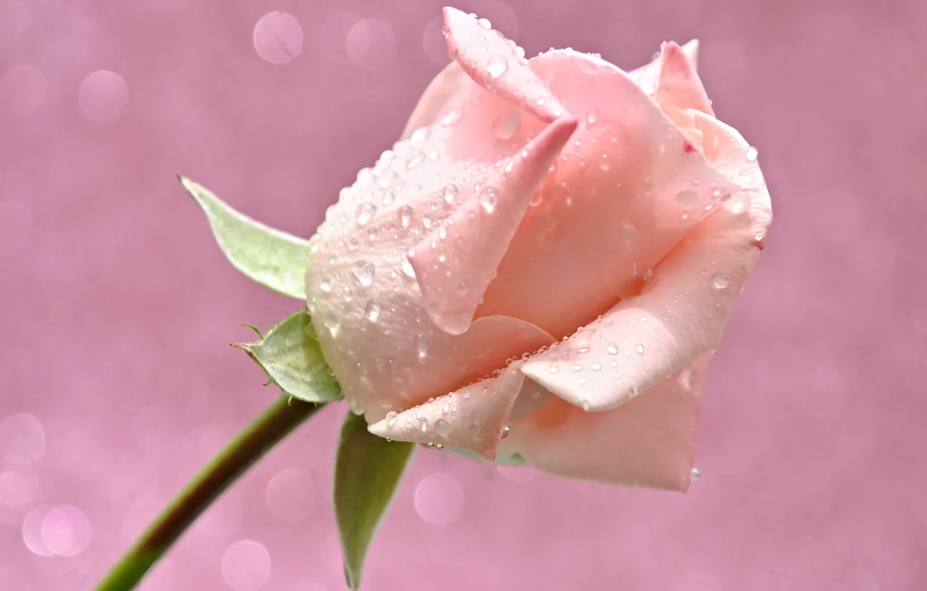Фото обои цветок, вода, капли, свет, роса, роза, лепестки, бутон
