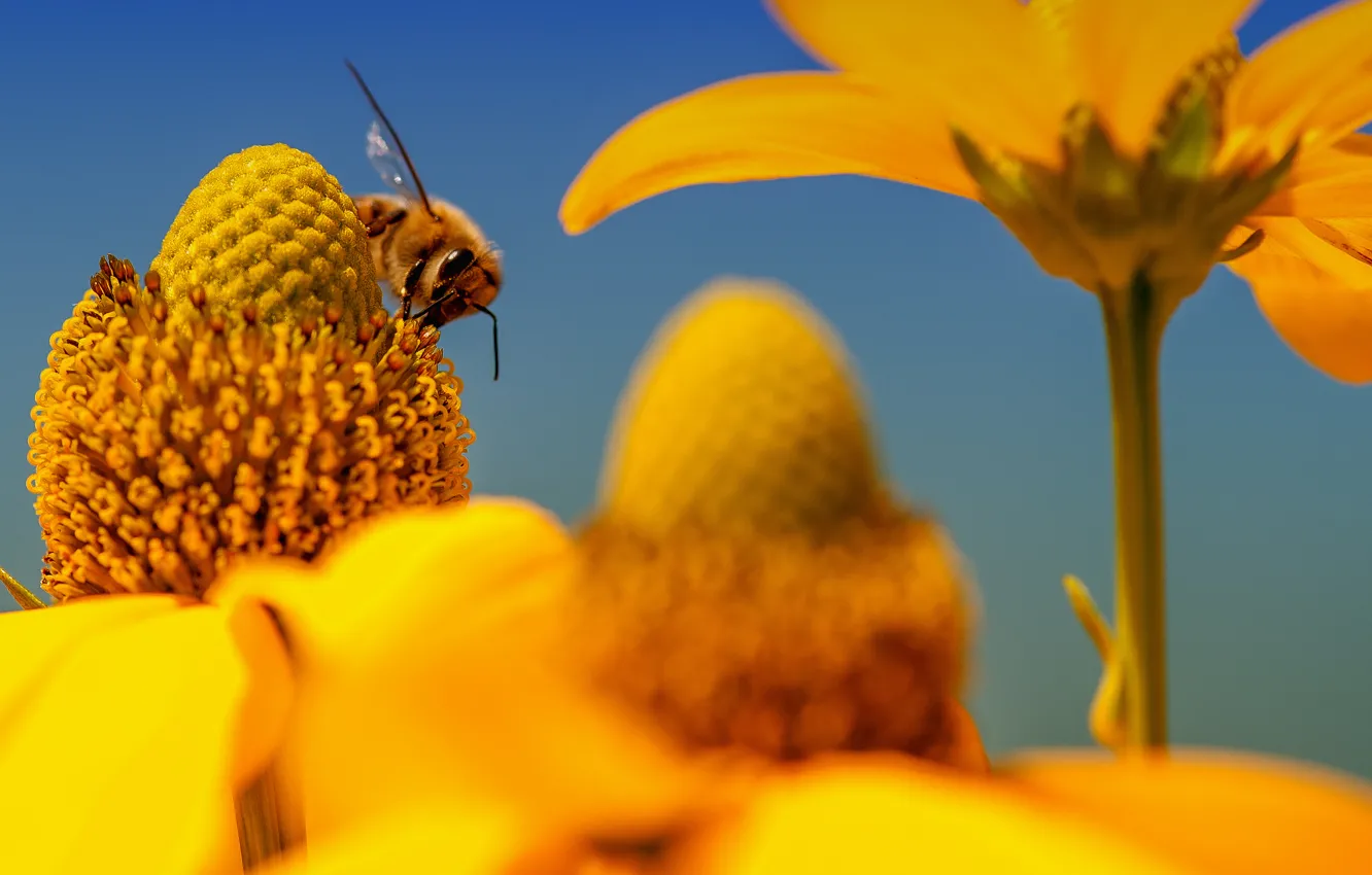 Фото обои цветы, природа, пчела, растение, насекомое