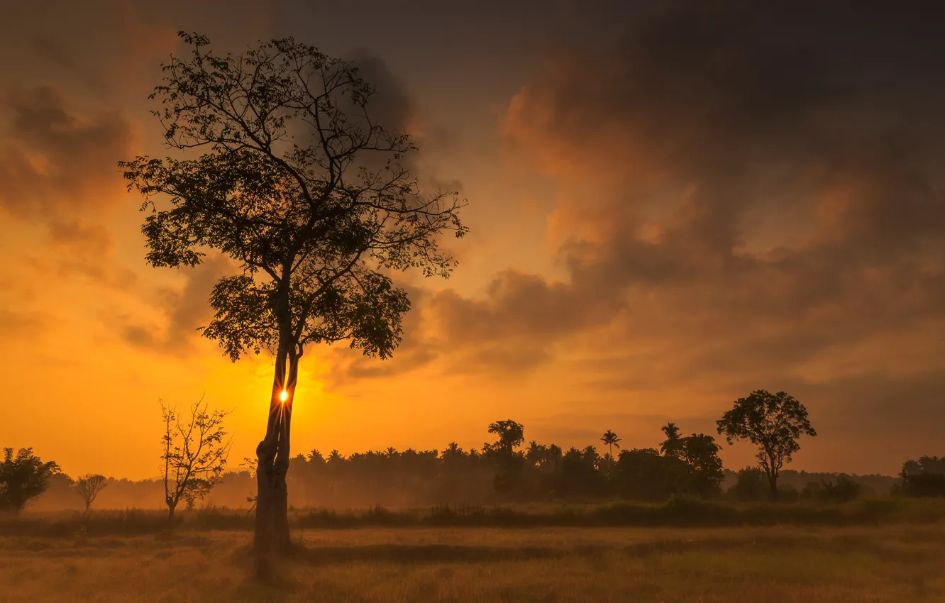 Фото обои деревья, закат, зарево