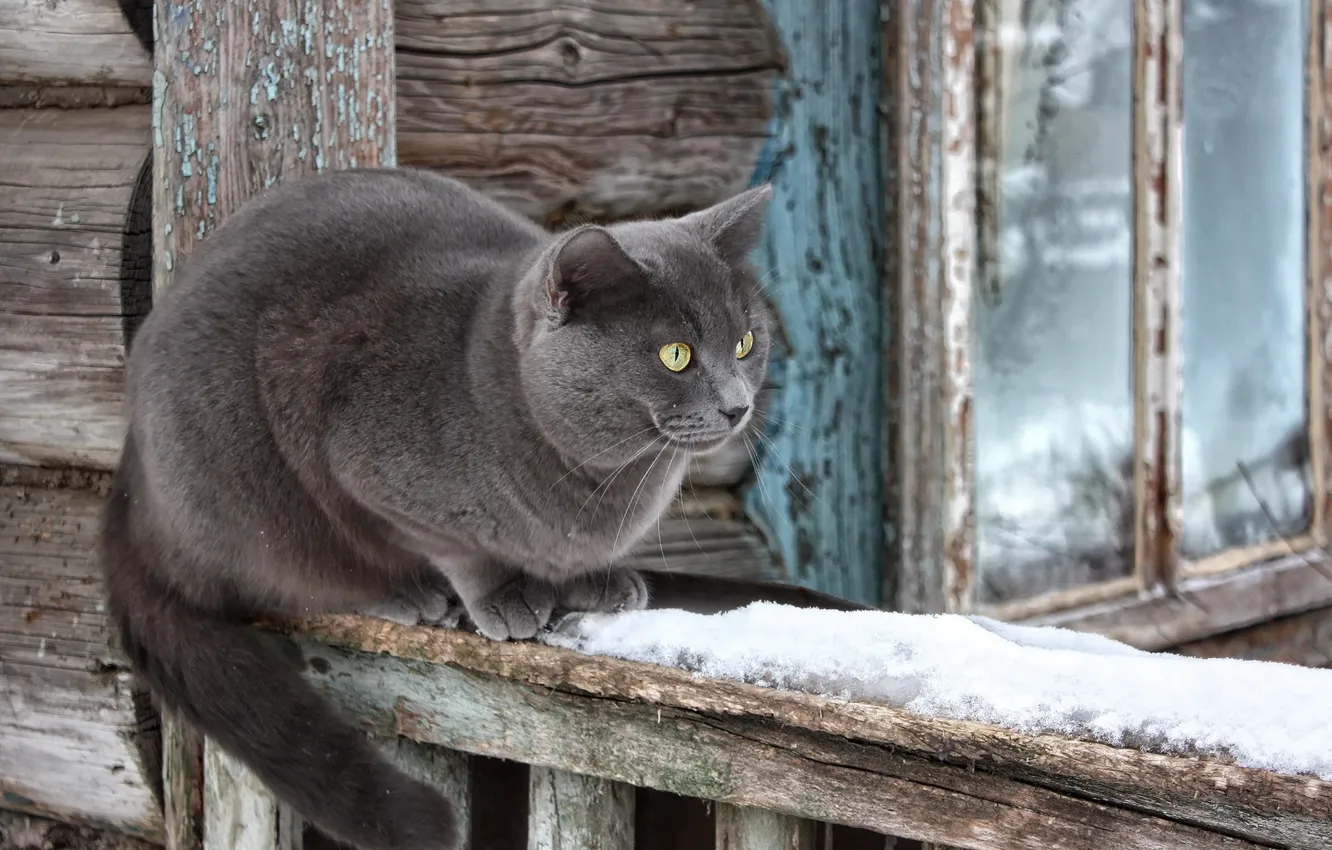Фото обои кошка, снег, дом