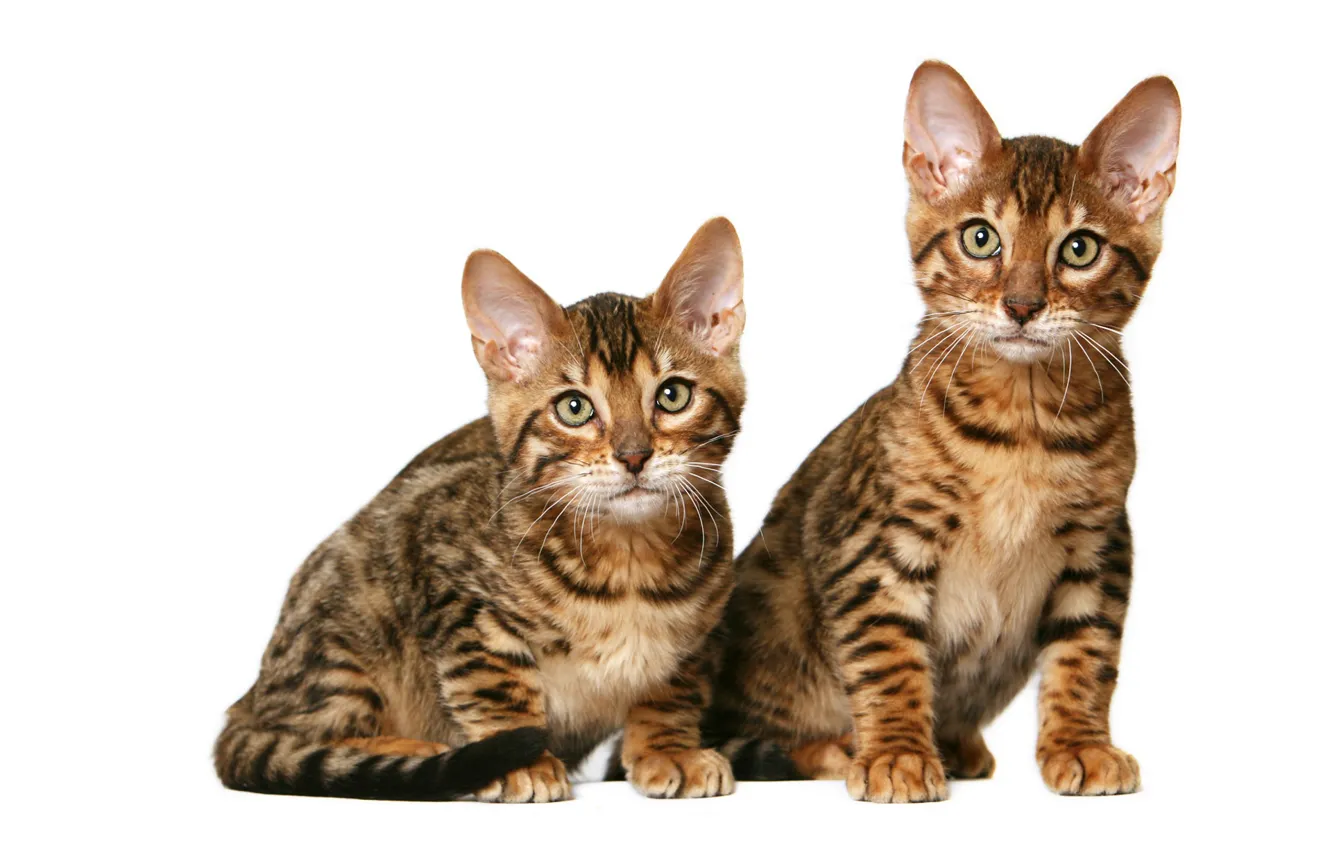 Фото обои котята, дуэт, калифорнийские короткошерстные