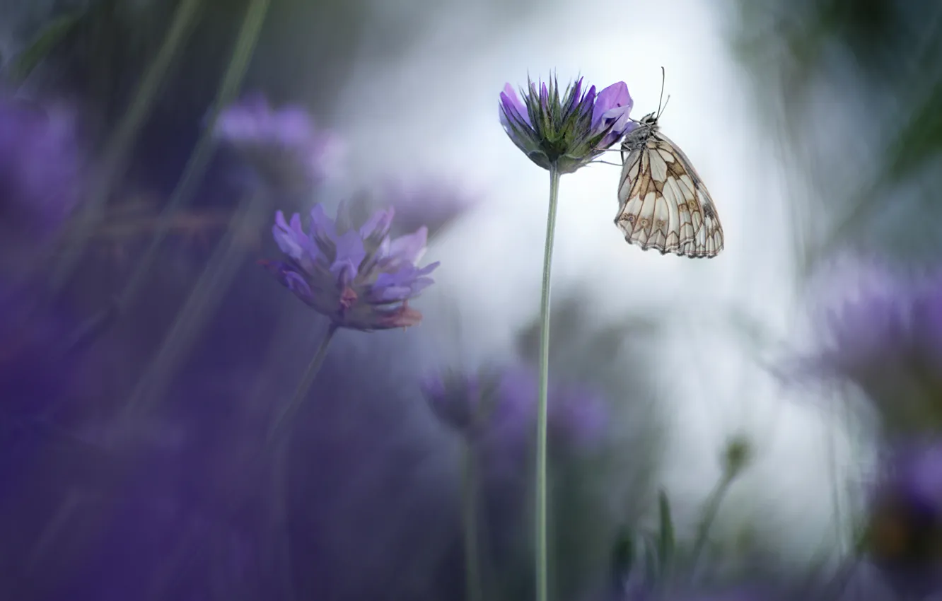 Фото обои цветы, сиреневый, бабочка, луг, обои от lolita777