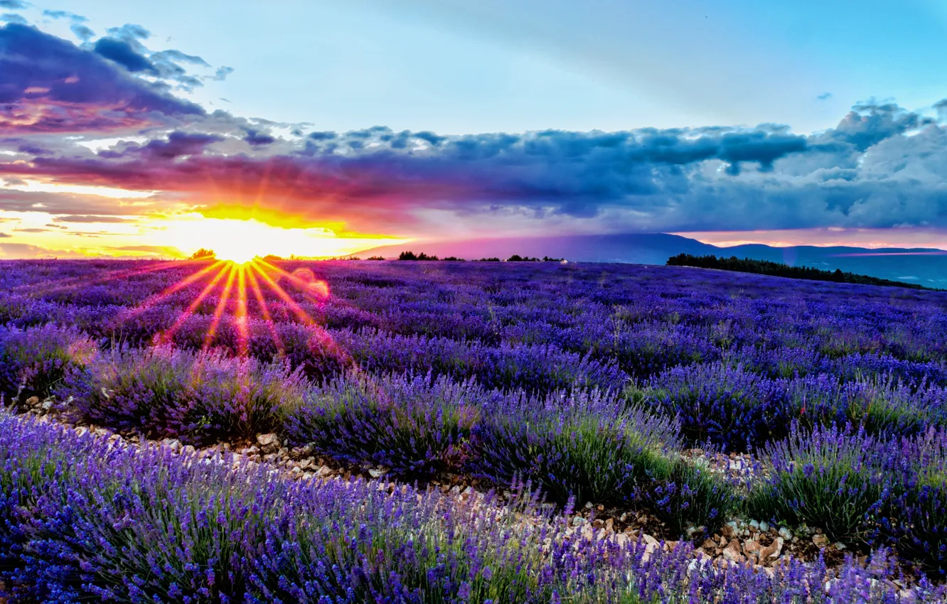 Фото обои поле, восход, рассвет, Франция, France, лаванда, Provence, Прванс