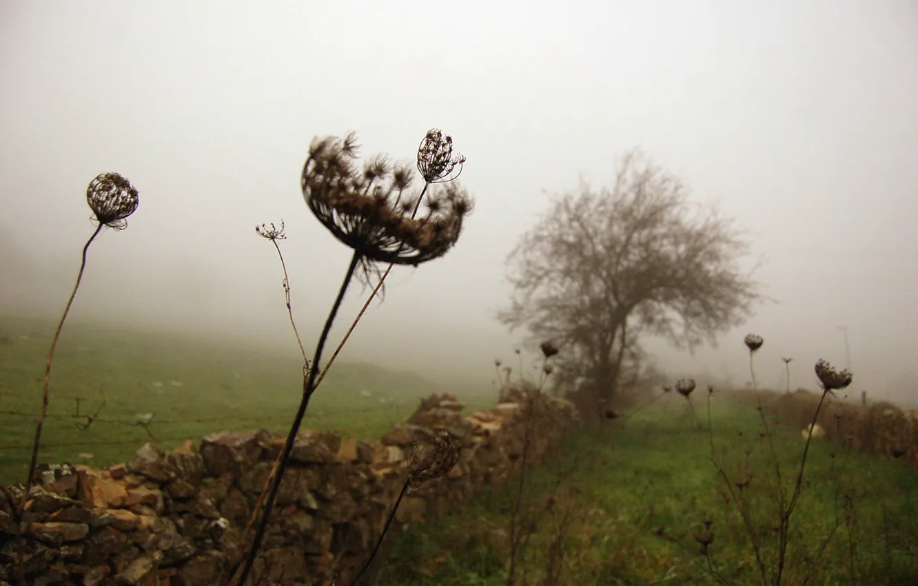 Фото обои трава, туман, дерево, забор
