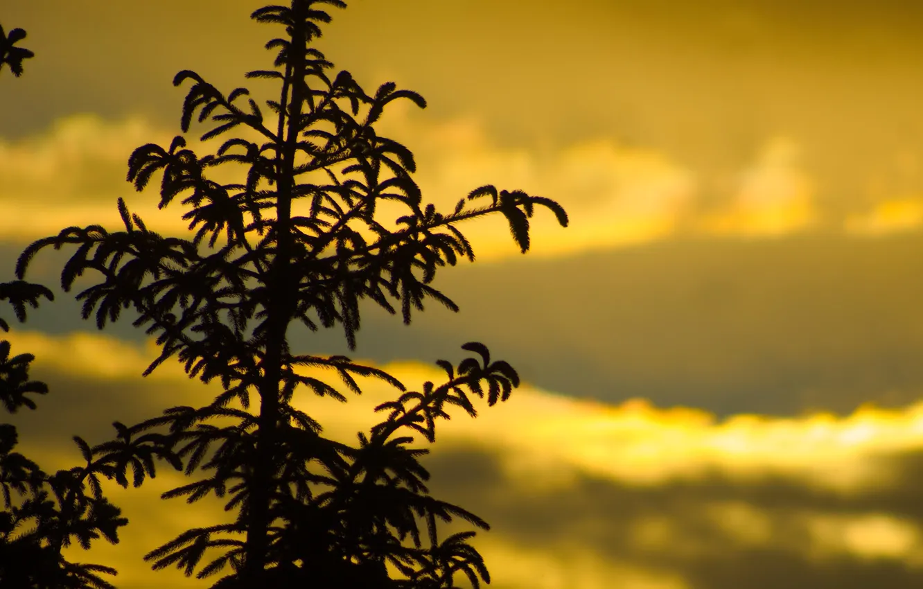 Фото обои dark, sky, tree