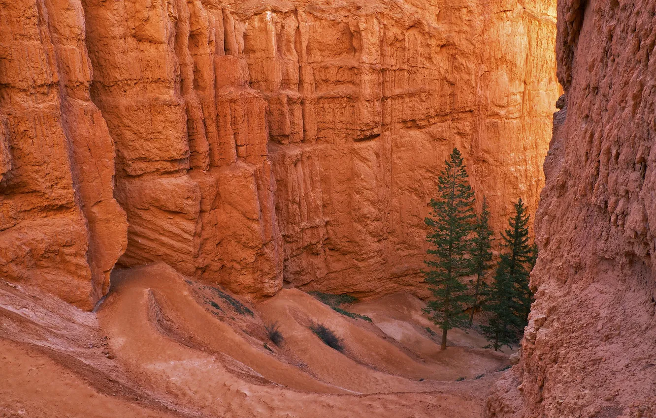 Фото обои деревья, горы, скалы, краски, ущелье, Юта, США, Bryce Canyon National Park