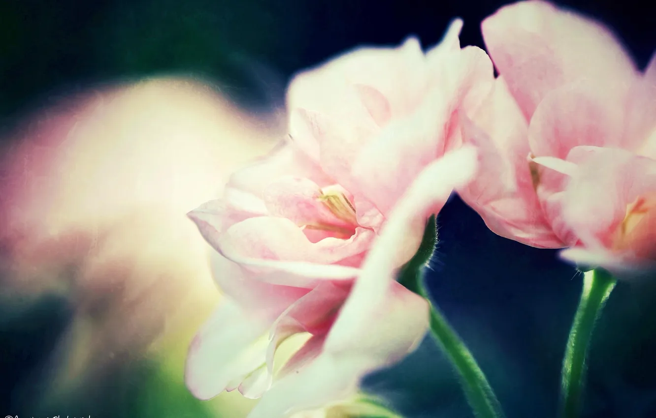 Фото обои макро, цветы, розовые, герань, калачик