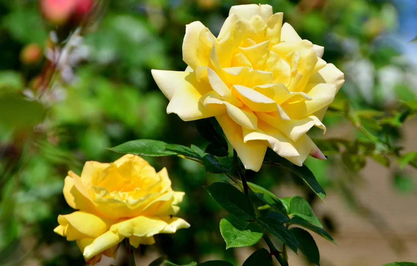 Фото обои роза, лепестки, жёлтая
