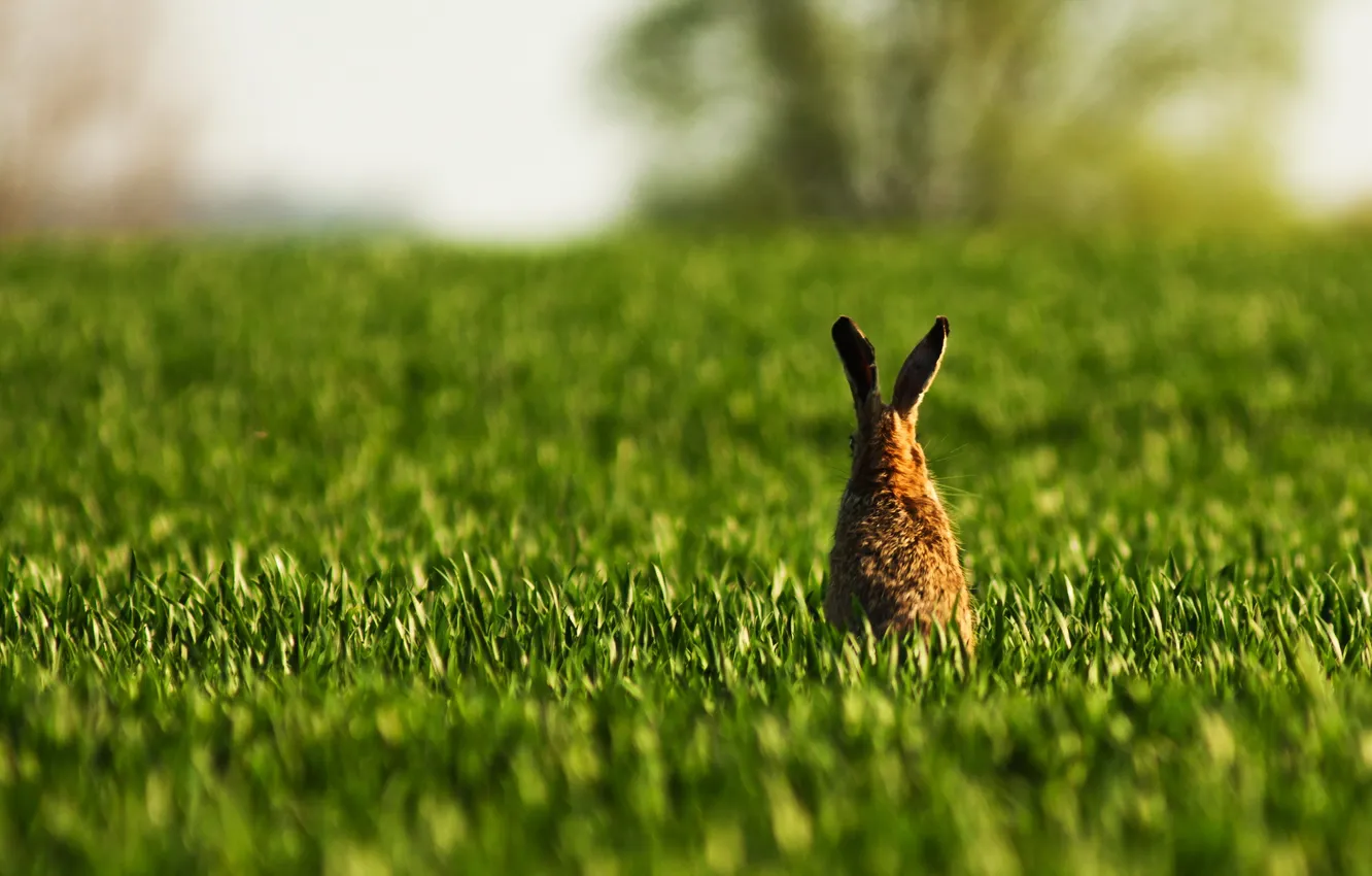 Фото обои поле, трава, заяц