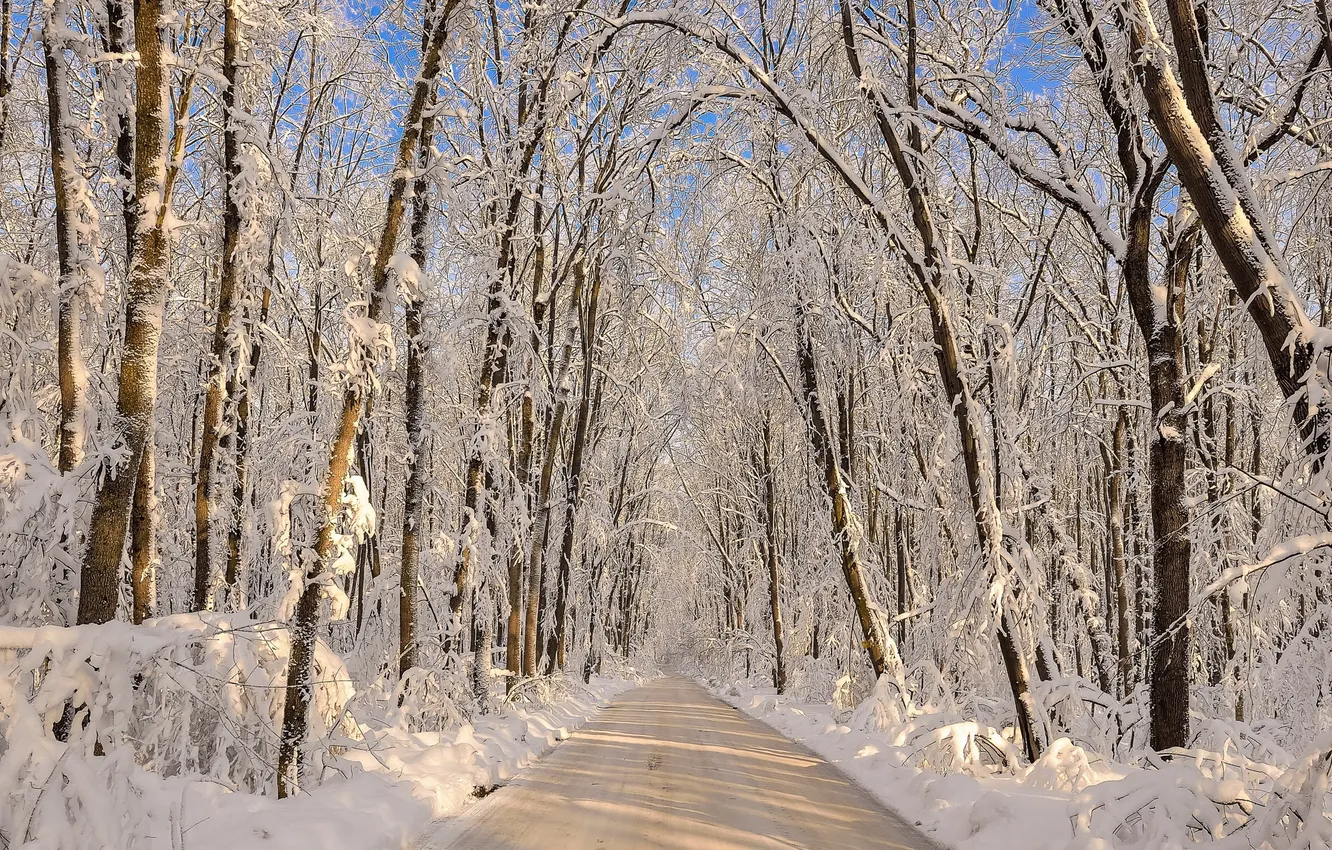 Фото обои зима, дорога, снег, деревья
