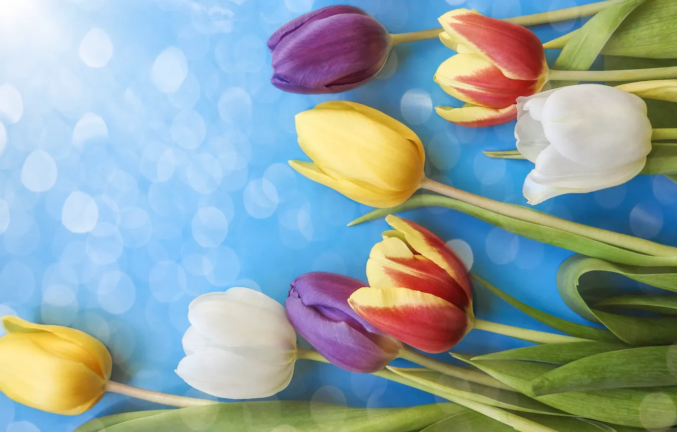 Фото обои цветы, colorful, тюльпаны, fresh, flowers, beautiful, tulips, spring