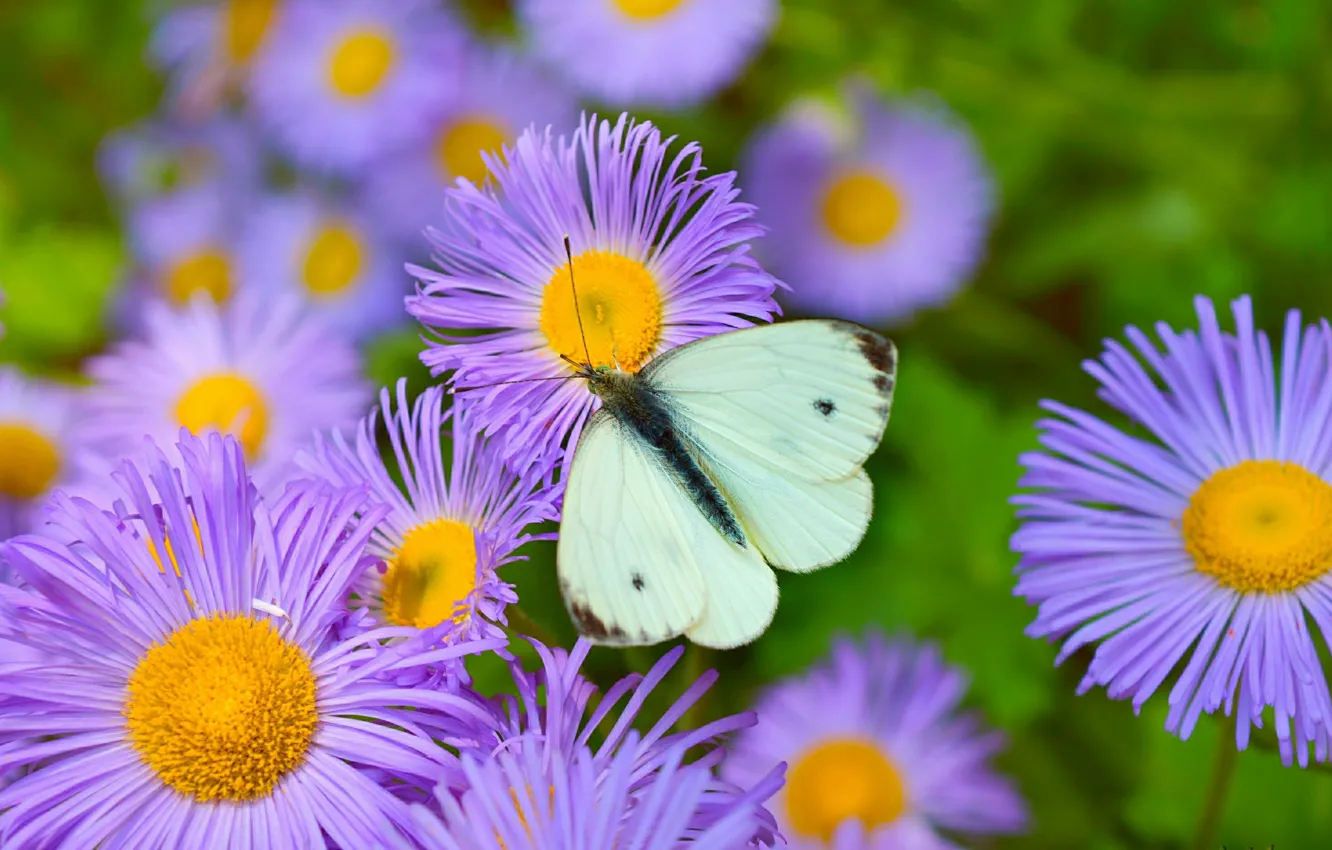Фото обои Макро, Бабочка, Macro, Фиолетовые цветы, Butterfly, Purple flowers