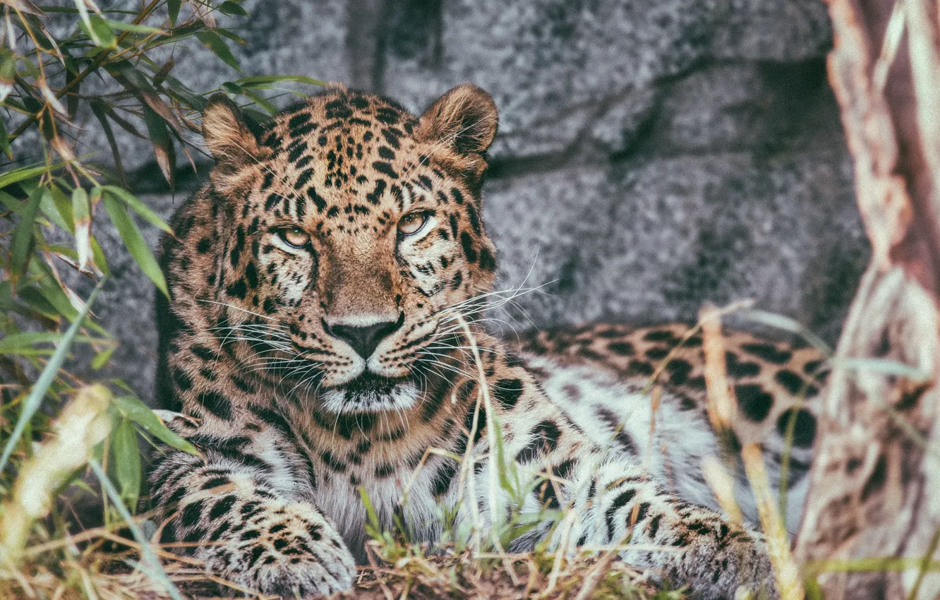 Фото обои отдых, хищник, леопард